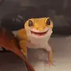 Lizard Boy