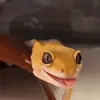 Стикер Lizard Boy