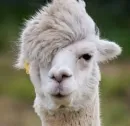 Llama Drama
