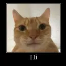 Локальные и не очень мемы