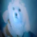 Стикер Локальные и не очень мемы