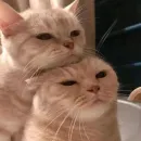 Стикер Funny Animals 3