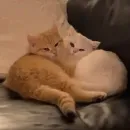 Стикер Funny Animals 3