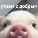 Стикер Funny Animals 4