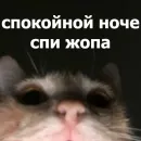 Стикер Funny Animals 4