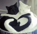 Love cats
