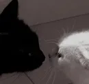 Стикер Love cats