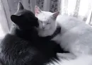 Стикер Love cats