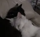 Стикер Love cats