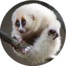 Стикер Lovely Lemurs