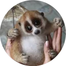 Стикер Lovely Lemurs