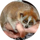 Стикер Lovely Lemurs