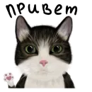 Стикер Мурзюня❤️‍🔥