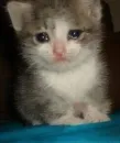 Michis cursed