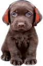 Music Animals