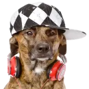 Стикер Music Animals