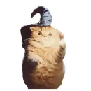 Стикер Magic Сat