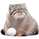 Стикер Winter Manul