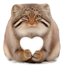 Стикер Winter Manul