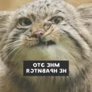 Стикер Manul