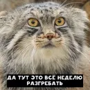 Стикер Manul
