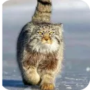 Стикер Манулы