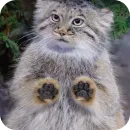 Стикер Манулы