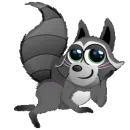 Mapache