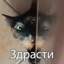 Кошки