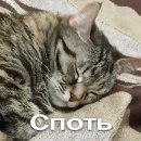 Стикер Кошки