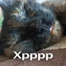 Стикер Кошки