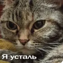 Стикер Кошки