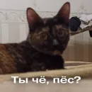 Стикер Кошки