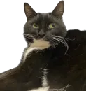 Стикер Cats