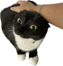 Стикер Cats
