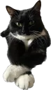 Стикер Cats
