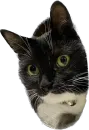 Стикер Cats
