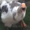 Стикер Meme Queen