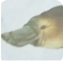 Стикер Memes