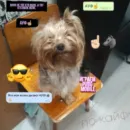 Мия