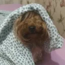 Стикер Мия