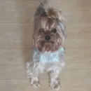 Стикер Мия
