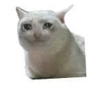 Стикер Мемы