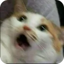 Meow fun