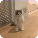 Стикер Meow fun