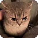 Стикер Meow fun