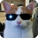 Стикер Meow fun