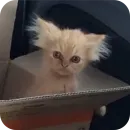 Стикер Meow fun
