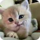 Стикер Meow Peow