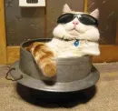 Стикер Мяу Please